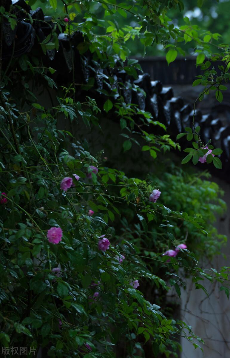 万丝碧落，杏花满头（经典春日诗词四首）