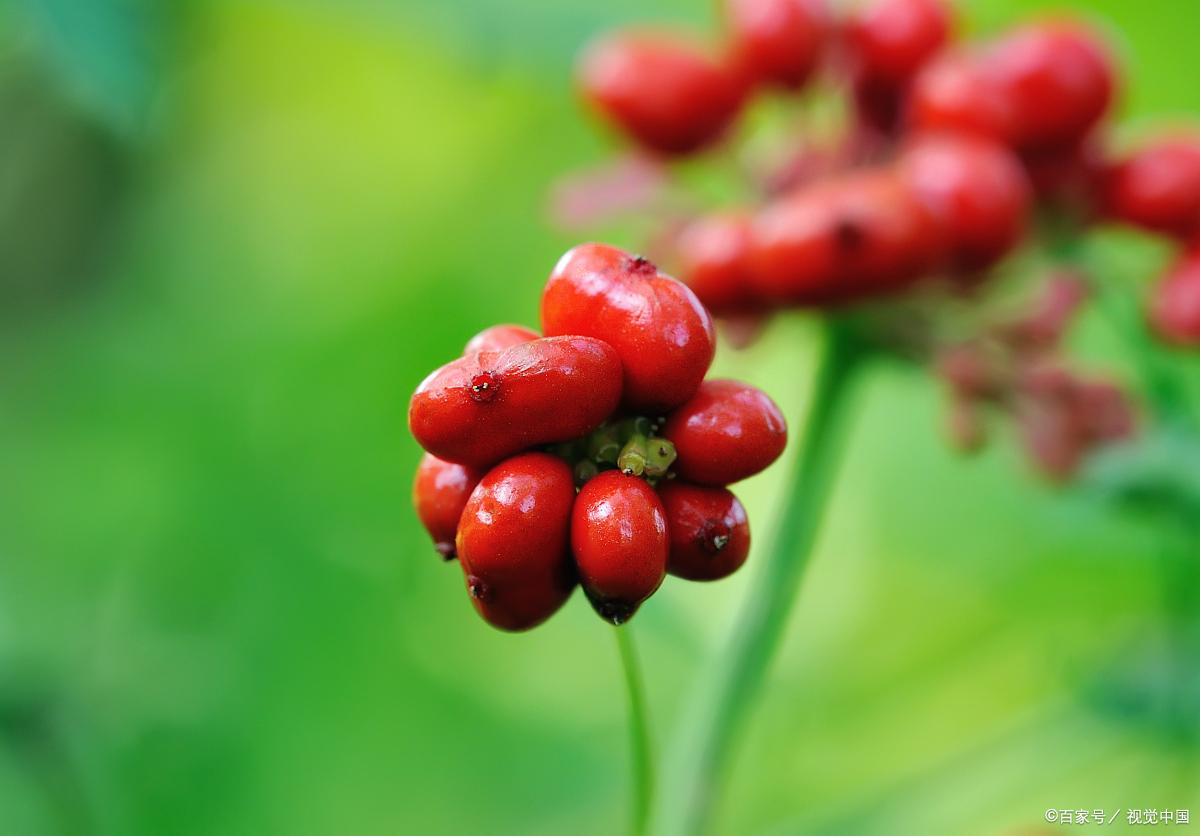 思念悠悠，深情缱绻（八首红豆诗词经典）