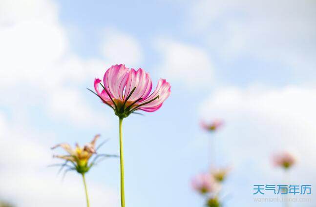 立冬后的第一场雨的唯美句子（清新、舒适、生命的复苏）