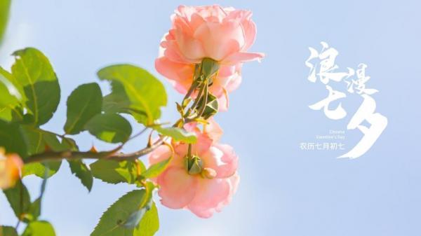 七夕情人节的句子说说（爱的缠绵，梦的飞扬——七夕情人节）