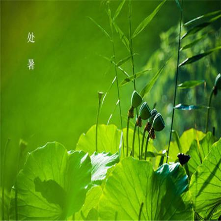 今日处暑文案（今夏处暑，唯美短句闪耀）