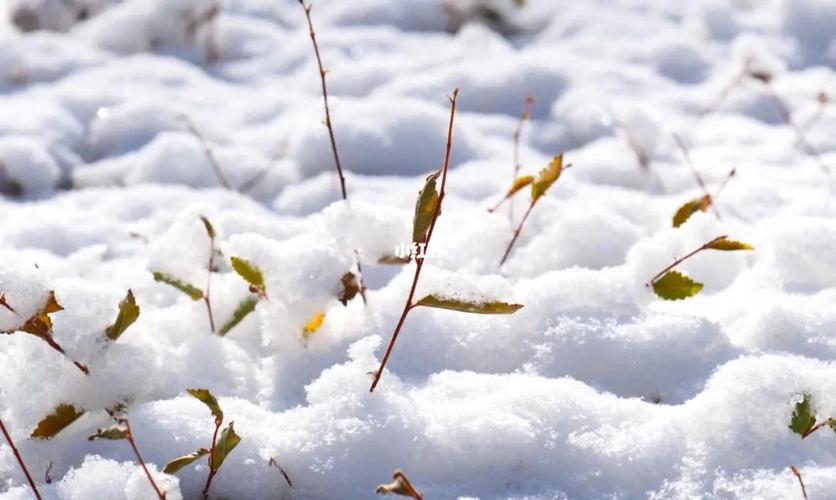 北方雪的文案（北方城市初雪，满城红枫伴白雪）