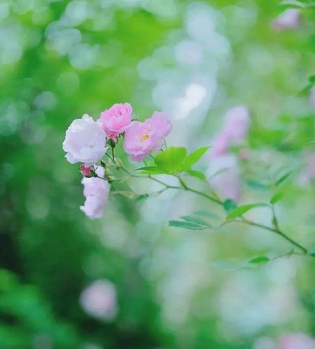 关于花开的唯美句子（花开的美丽时光）