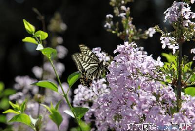 关于花的好句有哪些（用文字描绘繁花似锦的美好）