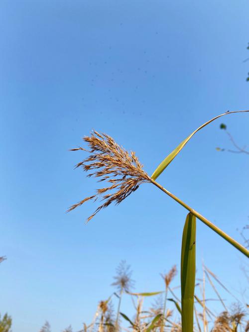 关于好天气好心情的优美句子（用唯美短句诠释生活中的美好）