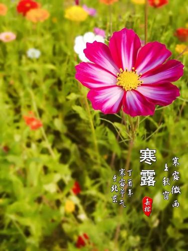 寒露节气朋友圈祝福语（凉意渐浓）