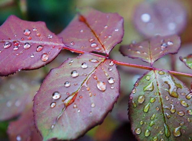 关于雨的优美短句（《梦幻雨林》——猫头鹰在雨夜里的寻觅）