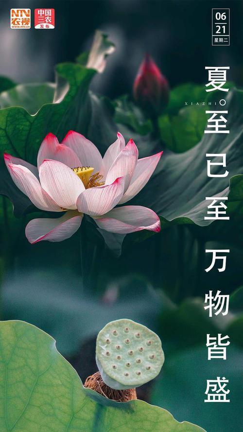 夏至节气的文案（寒冬漫长）