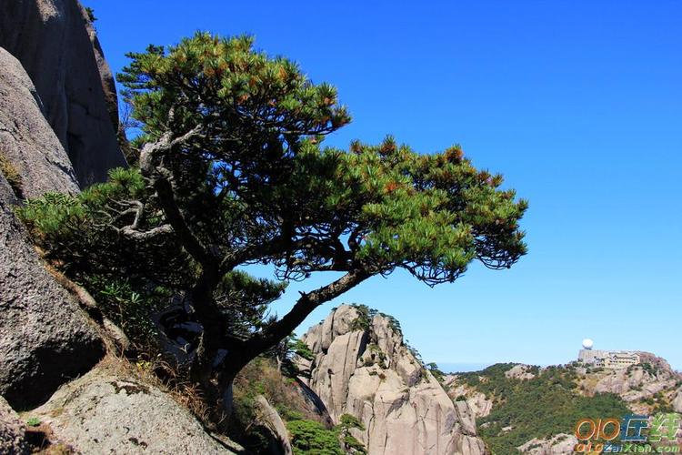 赞美松树的句子和段落（松树的美——一篇以赞美松树的短句文章）