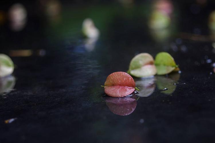 关于一场秋雨一场寒的说说（秋分，风吹落叶悲伤凝眸）