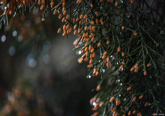 一场秋雨一场寒的赞美句子（流年如水，残留的是思念）