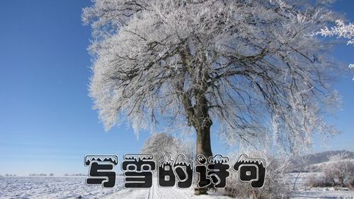 关于雪景的短句（白茫茫的世界，静谧而优美）