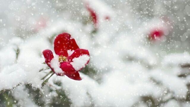 有关关于下雪发朋友圈的句子的好句有哪些（落雪时节）