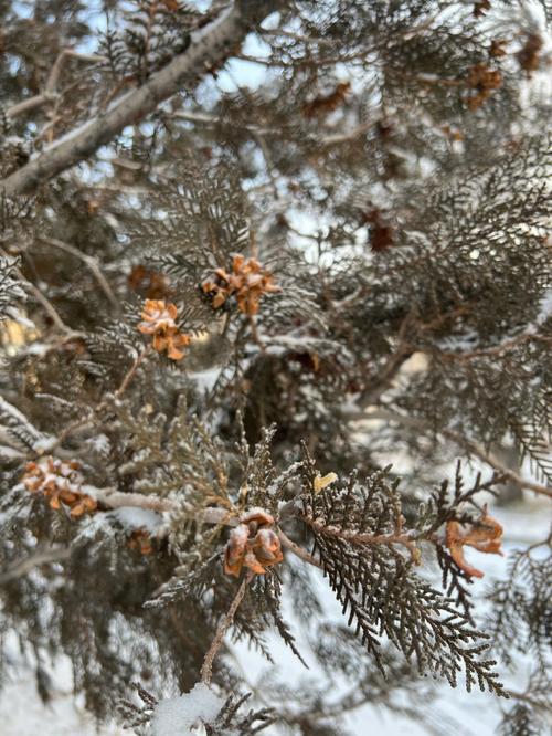 有关冬天第一场雪好句的好句摘抄（《初雪染白天地》）