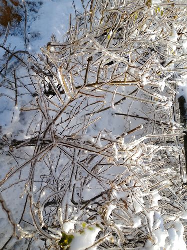 有关冬天第一场雪伤感朋友圈说说的短句子（雪花飘落，孤独而美丽）