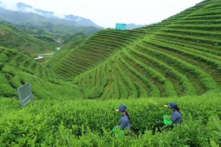 关于人生悲剧的句子（悲情浮沉，莫失繁华）