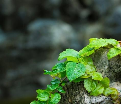 秋雨绵绵的说说句子（秋雨绵绵，心情清幽）