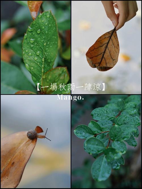 秋雨绵绵的说说句子（秋雨绵绵，心情清幽）