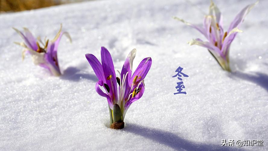 有关冬至快乐祝福语朋友圈好句的短句子（冬至的美好祝福）