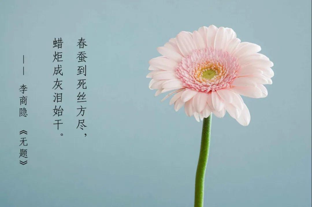 关于教师节的唯美句子简短（教师节：感恩教育路上的陪伴）