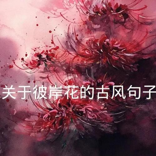 古风唯美句子摘抄大全（邂逅繁花落尽处，遇见恰似你的人）