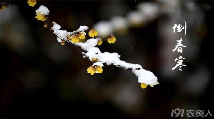 关于大雪节气的精彩语句（《大雪节气经典谚语》）