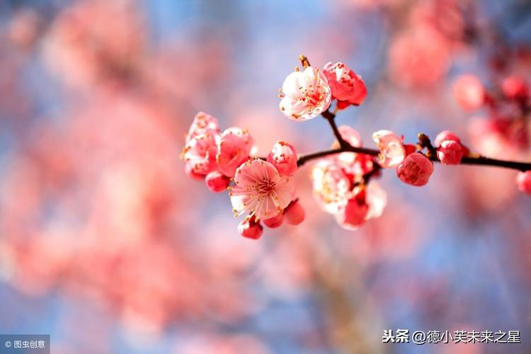 春天的祝福语录（春天的花语）