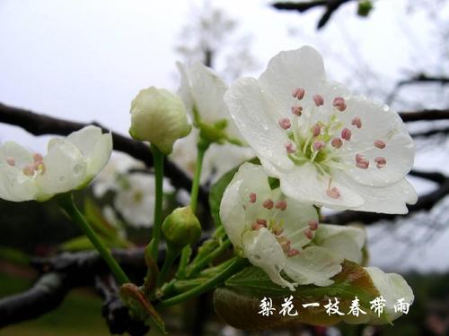 梨花春雨（诀别的邂逅）