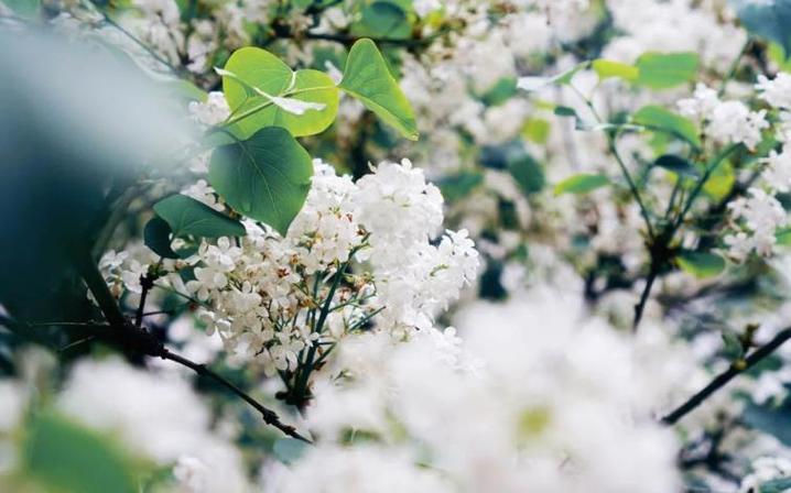 花开花落，人间春色（花开花落）