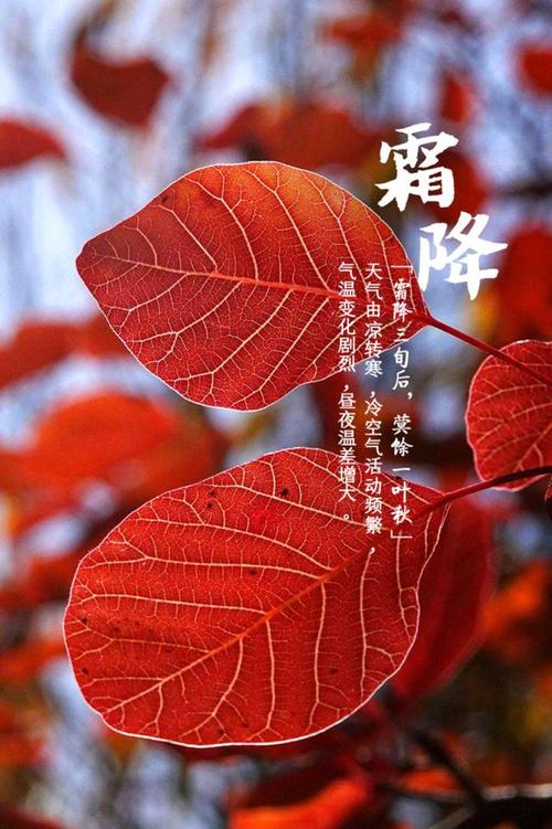 霜降时节，美景与情感交融（霜降时节）