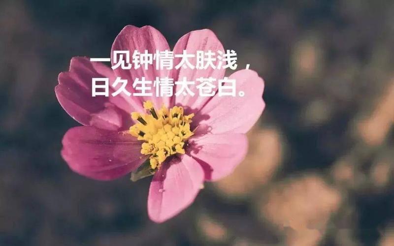 以唯美短句为主的三月说说句子（以唯美短句为主的三月说说句子）