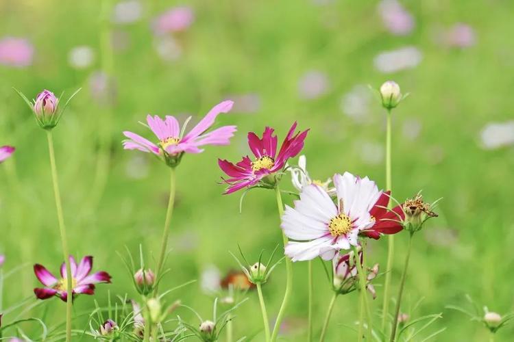 生命之花（花开春风里）