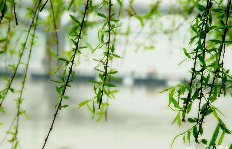 春雨绵绵的唯美句子有哪些？如何用诗句表达春雨的美？