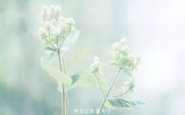 赞美花的唯美句子和心情是什么？如何用诗句表达对花的喜爱？