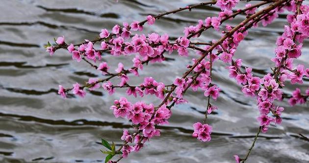 桃花唯美诗句唯美是什么意思？如何欣赏桃花诗句的美？