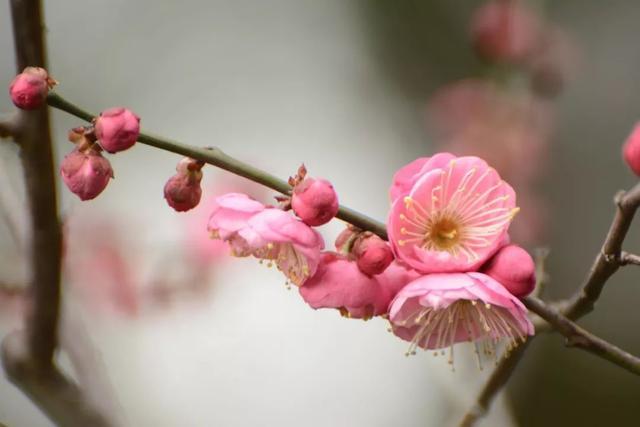 梅花傲骨如何用诗句形容？有哪些唯美诗句描绘梅花的傲骨？