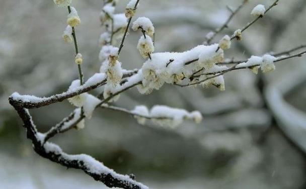 带雪的唯美诗句飞花令是什么？如何玩转带雪的诗句游戏？