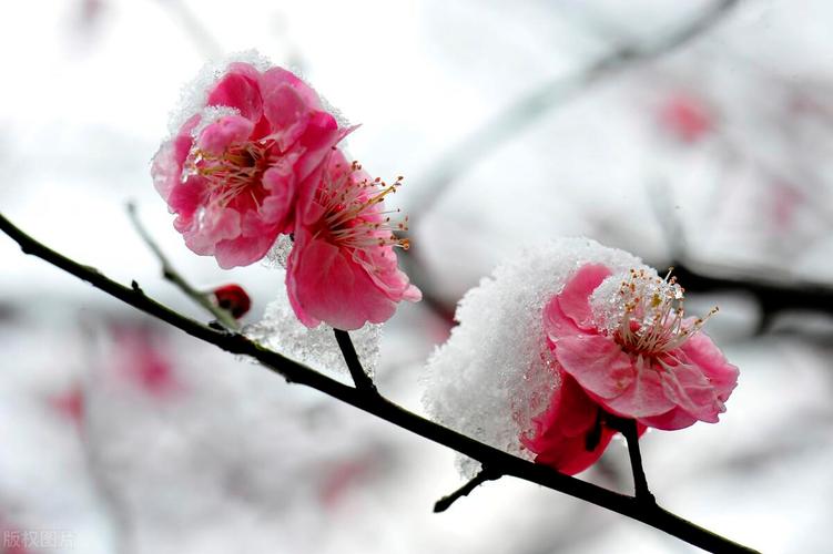 如何用唯美句子形容大雪纷飞的景象？