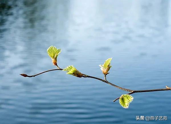 冬去春来，唯美句子有哪些？如何用简短话语表达季节更迭之美？