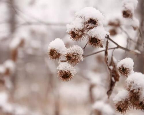 雪的朋友圈唯美句子有哪些？如何用这些句子表达情感？