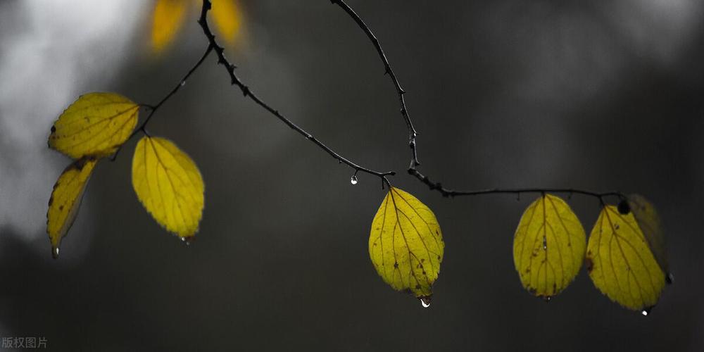 一场秋雨一场寒说说唯美句子？如何用诗句表达秋天的凉意？