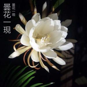 昙花之谜（花开花落，古老的传说和现实的探索）